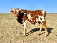 HR Star Command Bull Calf