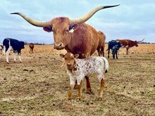 Playmate Bull Calf