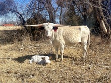 CTH Mercedes Bull Calf