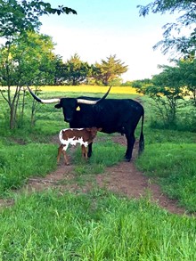 RM MIDNIGHT CHEYENNE 822 BULL CALF