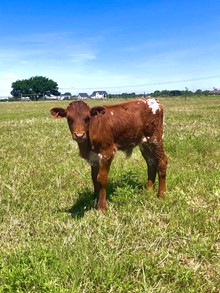 PLAYMATE BULL CALF