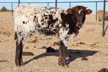 Flamenco 2022 heifer calf