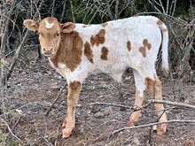 Bull Calf - GD BRINDLE FOX