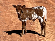Heifer - BL BLOSSOM
