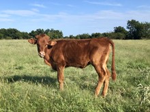 GD HENRIETTA HEIFER CALF