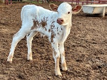 Heifer - SITTIN GRAND