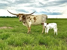 Rebellious Rose Heifer Calf