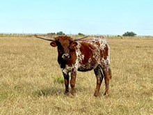 CTH ROCKET’S REBEL NYX