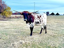 CTH ROCKET’S CASSIOPEIA 