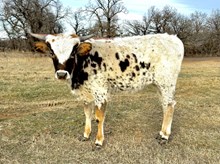 CTH ROCKET’S ELECTRA