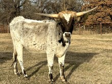 CTH ROCKET’S KAPNA