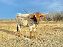 CTH ROCKET’S STARLET ASTERIA