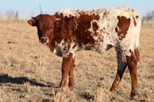 Rojo 2022 bull calf
